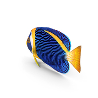 Scribbled Angelfish PNG & PSD Images