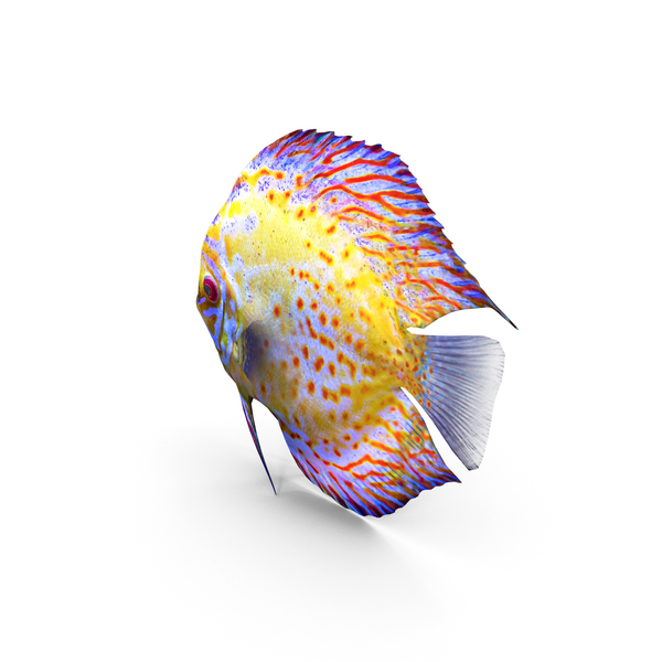 Discus Fish PNG & PSD Images