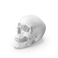 Human Skull PNG & PSD Images