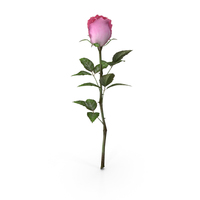 Rose Red-Pink PNG & PSD Images