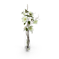 Magnolia PNG & PSD Images