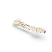 Animal Spine Vertebrae Bones PNG & PSD Images