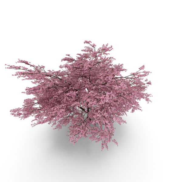 Japanese Sakura PNG & PSD Images