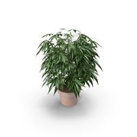 Indoor Potted Ganja Plant PNG & PSD Images