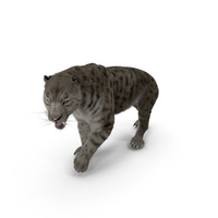 Arctic Saber Tooth Cat Walking Pose with Fur PNG & PSD Images
