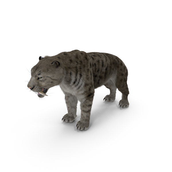 Arctic Saber Tooth Cat with Fur PNG & PSD Images