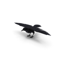 Black Crow PNG & PSD Images