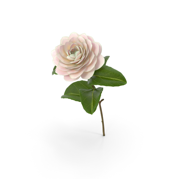 Blooming Flower Camelia PNG & PSD Images