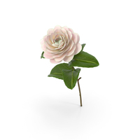 Blooming Flower Camelia PNG & PSD Images