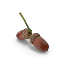 Two Acorns on Branch PNG & PSD Images