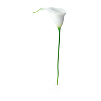 Calla Flower PNG & PSD Images