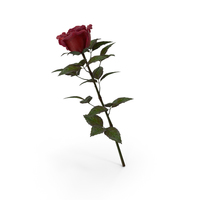 Rose Red PNG & PSD Images
