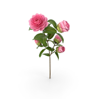 Camellia Pink PNG & PSD Images