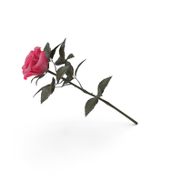Rose Pink PNG & PSD Images