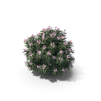 Pink Oleander Bush PNG & PSD Images