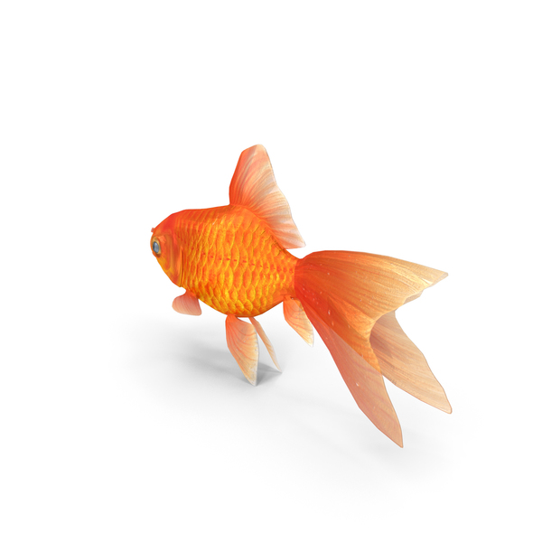 Gold Fish PNG & PSD Images