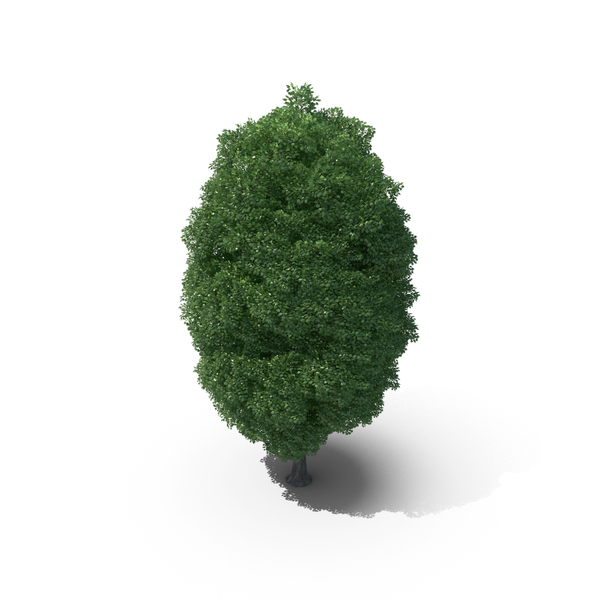 19 Meter Norway Maple Tree PNG & PSD Images