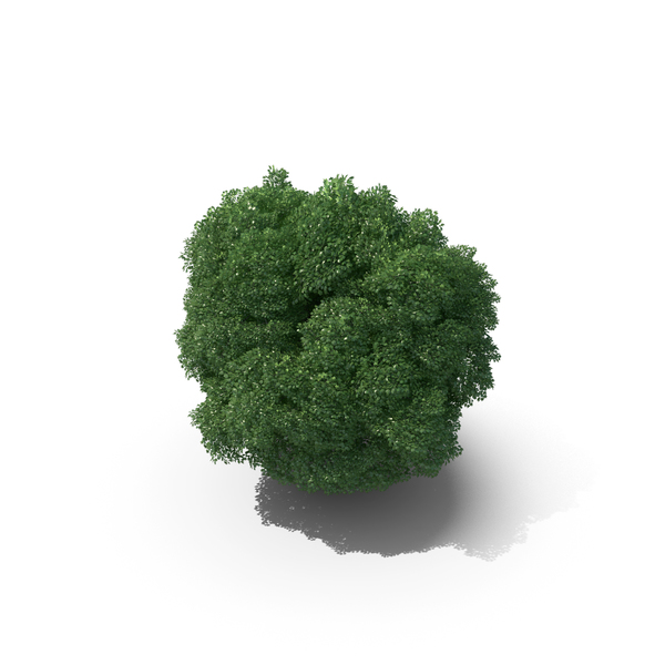 17 Meter Norway Maple Tree PNG & PSD Images
