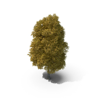 20 Meter Autumn Rock Elm Tree PNG & PSD Images