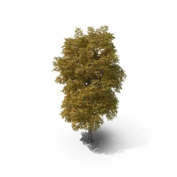 16 Meter Autumn Rock Elm Tree PNG & PSD Images