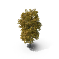 16 Meter Autumn Rock Elm Tree PNG & PSD Images