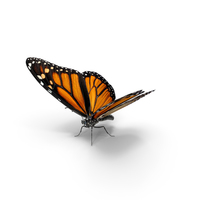 Danaus Plexippus Butterfly PNG & PSD Images