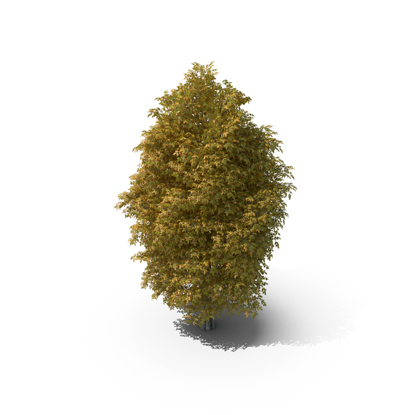 13 Meter Autumn Rock Elm Tree PNG & PSD Images