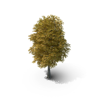10 Meter Autumn Rock Elm Tree PNG & PSD Images