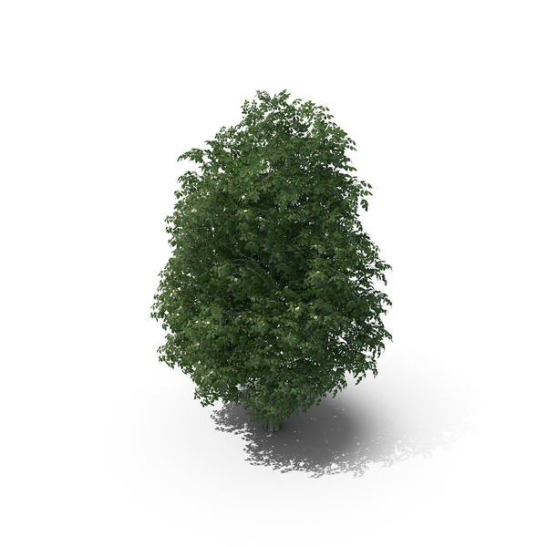 7 Meter Rock Elm Tree PNG & PSD Images