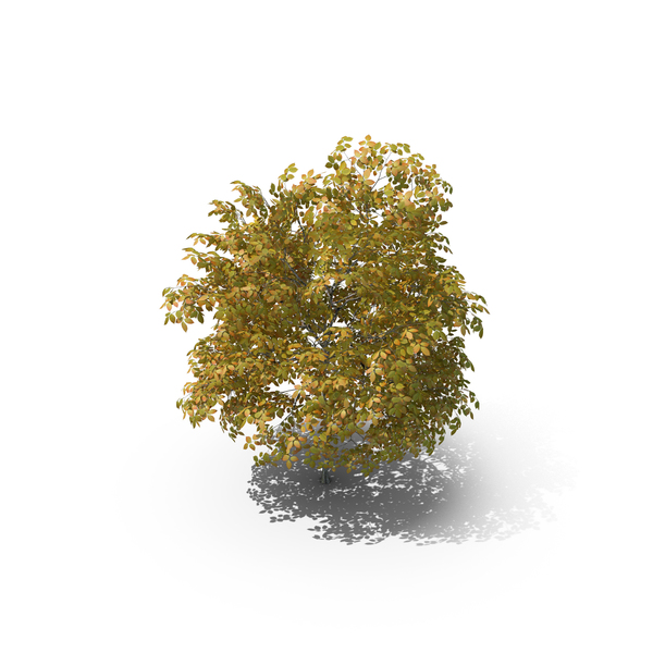 3 Meter Autumn Rock Elm Tree PNG & PSD Images