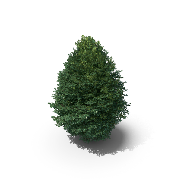 25 Meter Sessile Oak Tree PNG & PSD Images