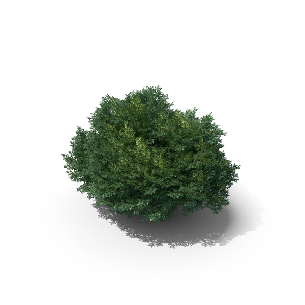 14 Meter Sessile Oak Tree PNG & PSD Images