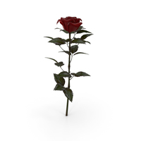 Rose Red PNG & PSD Images