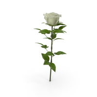Rose White PNG & PSD Images