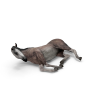 Resting horse PNG & PSD Images