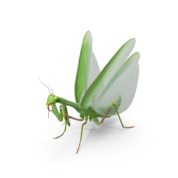 European Mantis Wings Open PNG & PSD Images