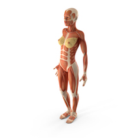 Anatomy Female Muscular System PNG & PSD Images