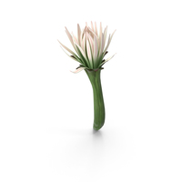 Cactus Flower PNG & PSD Images