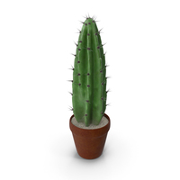 Cereus Peruvianus Cactus PNG & PSD Images
