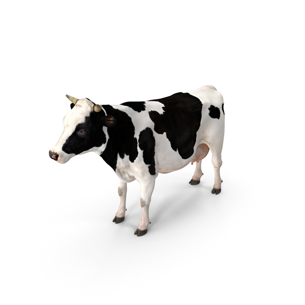 奶牛PNG和PSD图像