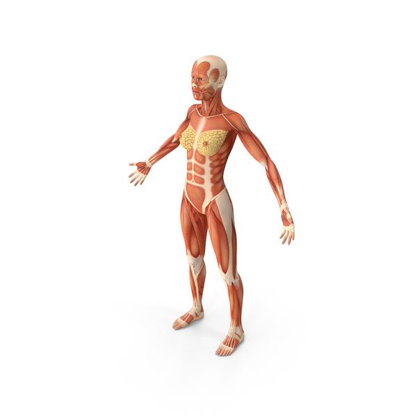 Female Muscular System Anatomy PNG & PSD Images