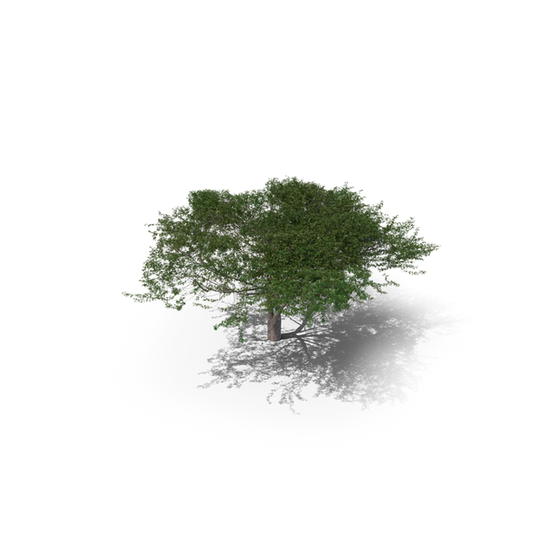 Acacia Tree PNG & PSD Images