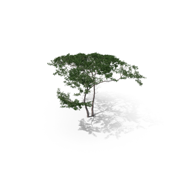 Acacia Tree PNG & PSD Images