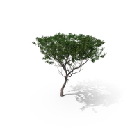 Acacia Tree PNG & PSD Images