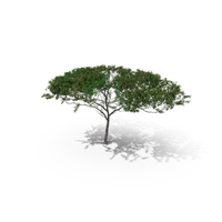Acacia Tree PNG & PSD Images