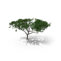Acacia Tree PNG & PSD Images