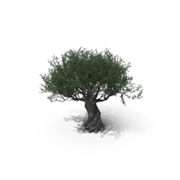 Olive Tree PNG & PSD Images