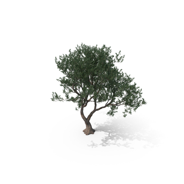 Olive Tree PNG & PSD Images