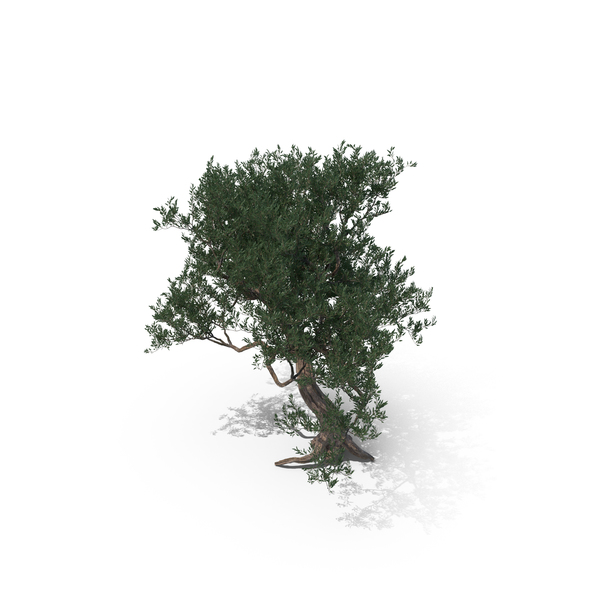 Olive Tree PNG & PSD Images