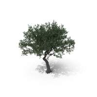 Olive Tree PNG & PSD Images